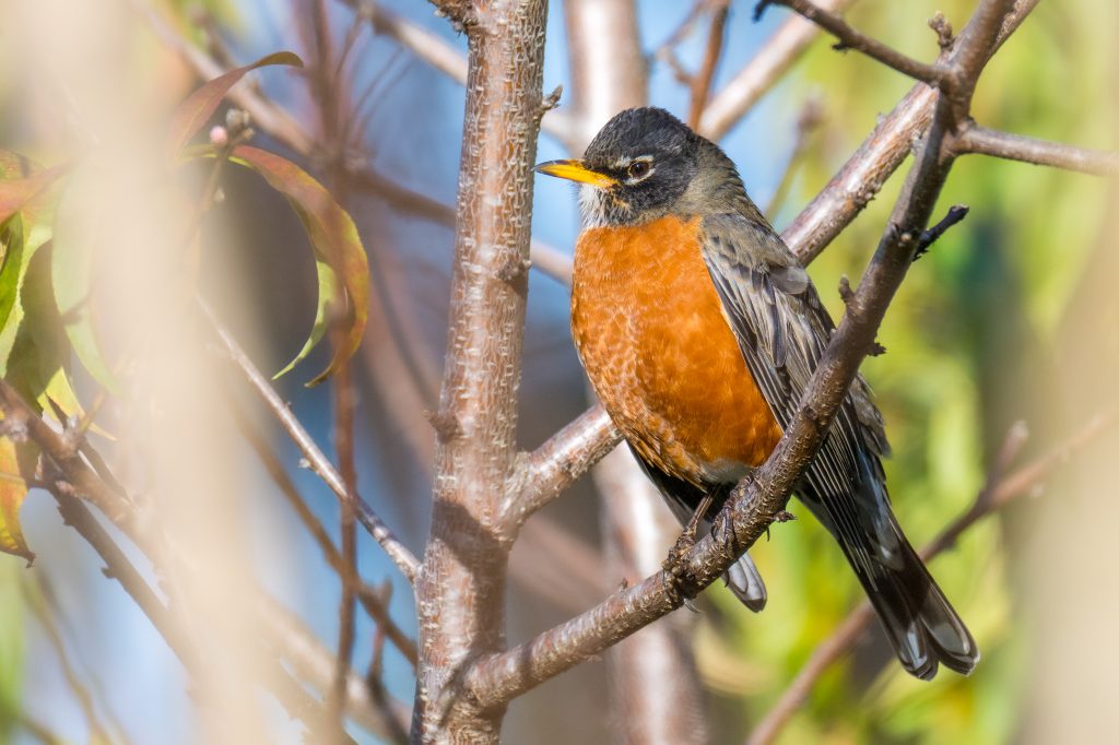 american robin